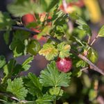 How To Grow A Gooseberry Plant