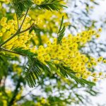 How To Grow A Mimosa Tree | Bbc Gardeners World Magazine