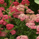 How To Grow Achillea Plant: A Beautiful And Hardy Flower - Flower