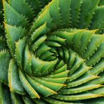 How To Grow Aloe Vera – Aloe Plant Care Indoors And Outside