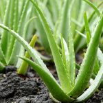 How To Grow Aloe Vera - Aloe Plant Care Indoors And Outside