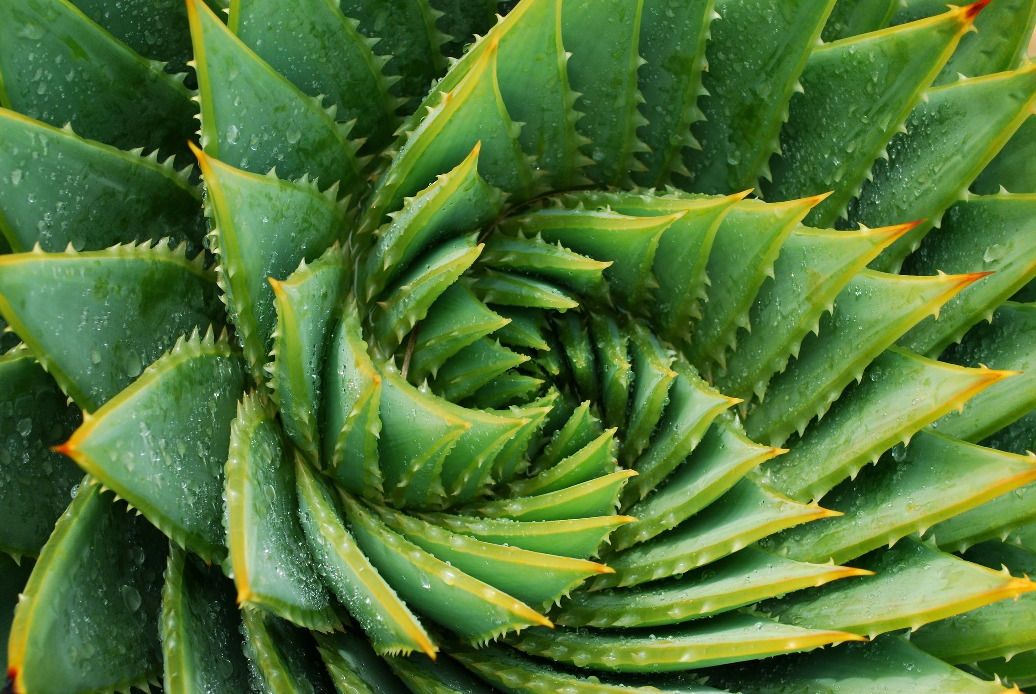 How To Grow Aloe Vera – Aloe Plant Care Indoors And Outside