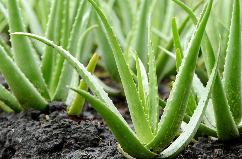  Aloe Plant