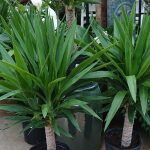 How To Grow And Care A Yucca Plant As An Indoor Plant – Getgoldoon