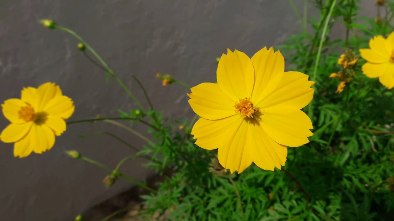 How To Grow And Care Cosmos Plant || Winter Flowering Plant || Fun  Gardening || 12 Nov, 2017