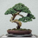 How To Grow And Care For A Bonsai Tree