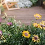 How To Grow And Care For African Daisy
