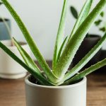 How To Grow And Care For Aloe Vera