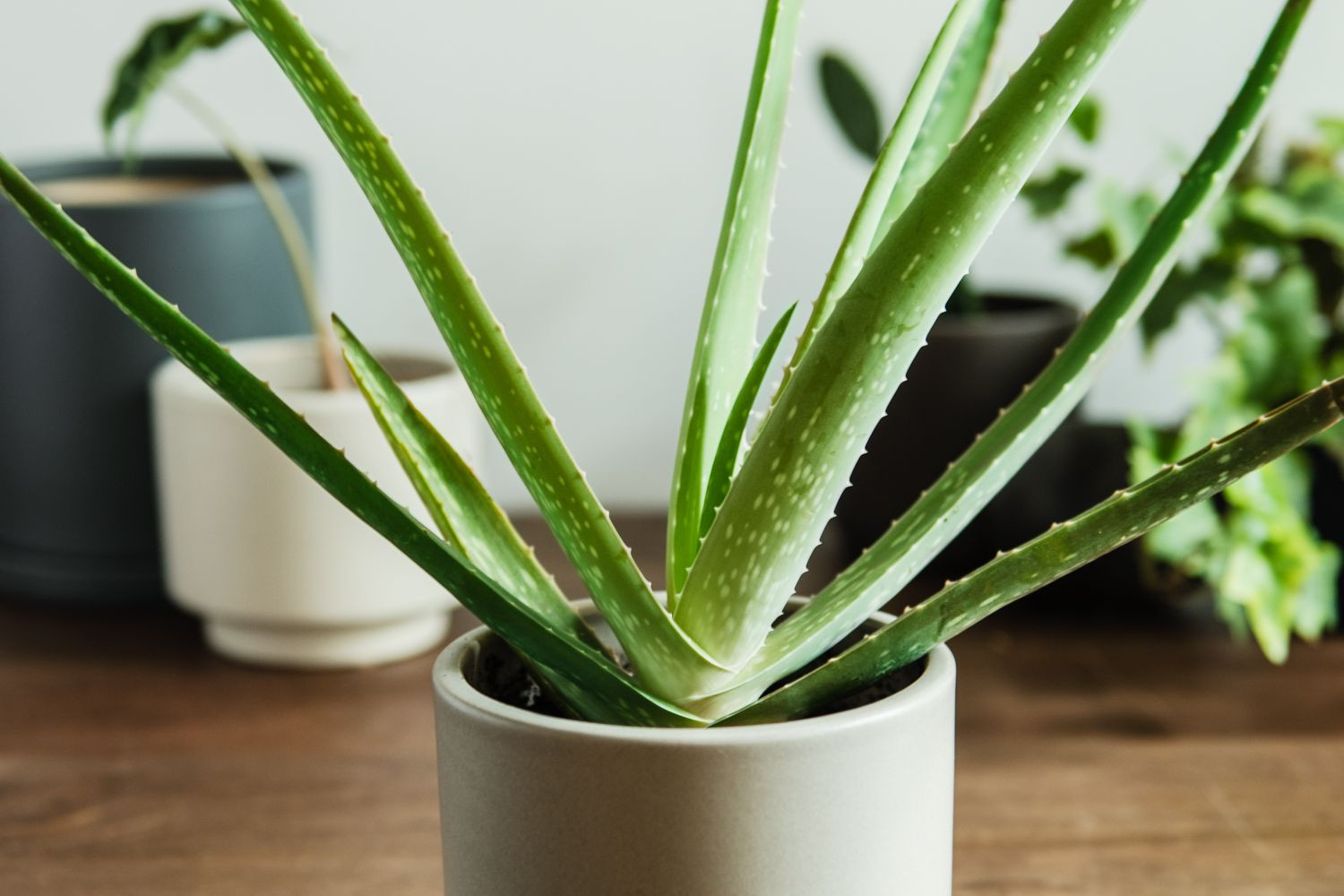 How To Grow And Care For Aloe Vera