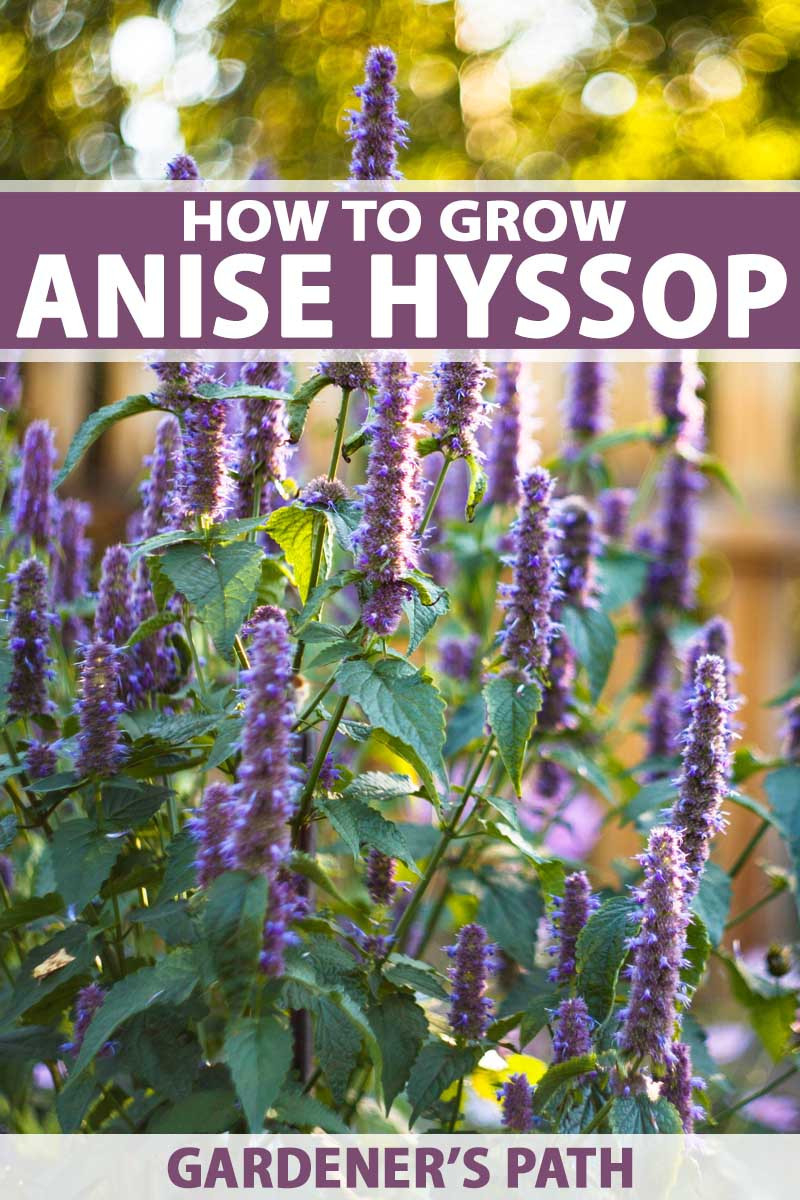 How To Grow And Care For Anise Hyssop Flowers | Gardener'S Path
