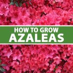 How To Grow And Care For Azalea Bushes | Gardener'S Path