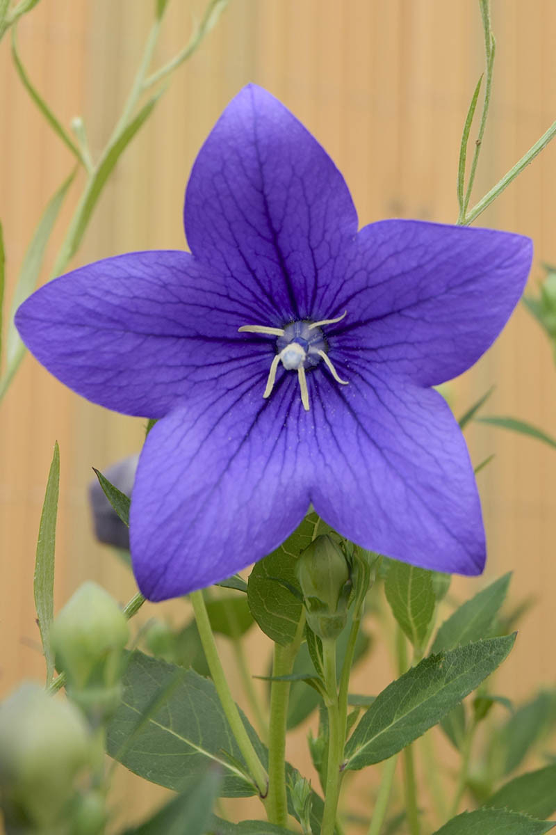 How To Grow And Care For Balloon Flowers | Gardener'S Path