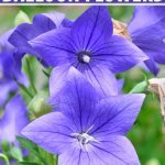 How To Grow And Care For Balloon Flowers | Gardener'S Path