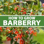 How To Grow And Care For Barberry Bushes | Gardener'S Path