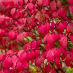 How To Grow And Care For Burning Bush