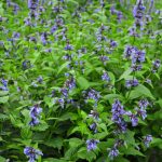 How To Grow And Care For Catmint
