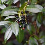 How To Grow And Care For Cherry Laurel