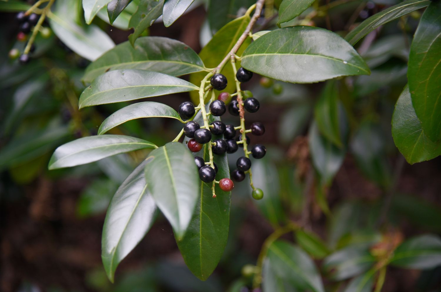 How To Grow And Care For Cherry Laurel