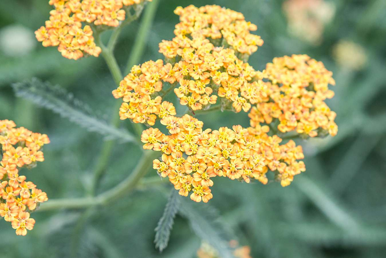 How To Grow And Care For Common Yarrow