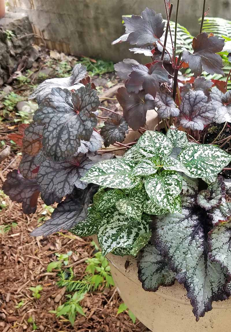 How To Grow And Care For Coral Bells (Heuchera) | Gardener'S Path