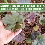 How To Grow And Care For Coral Bells (Heuchera) | Gardener'S Path