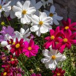 How To Grow And Care For Cosmos Flowers | Gardener'S Path