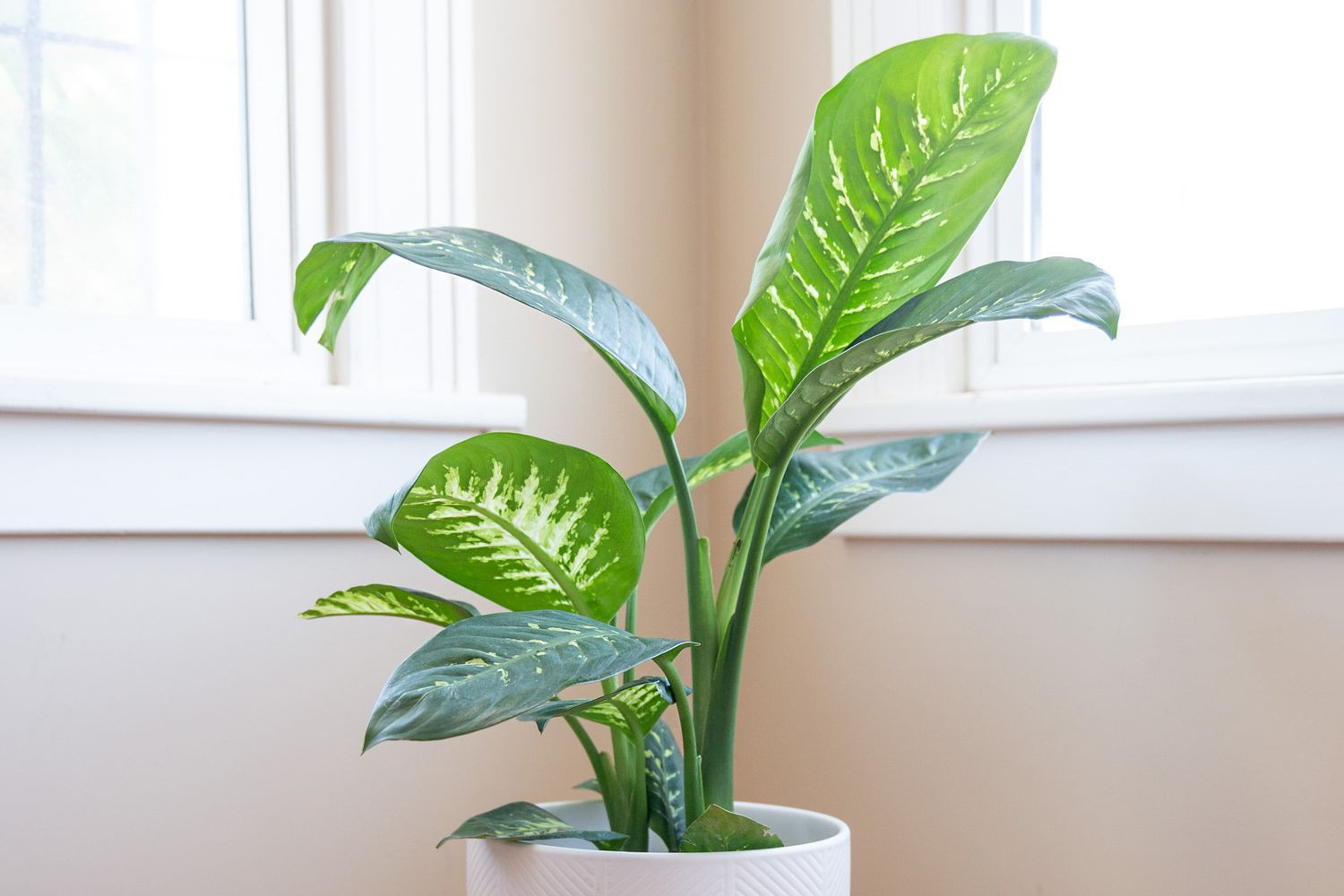 How To Grow And Care For Dieffenbachia (Dumb Cane)