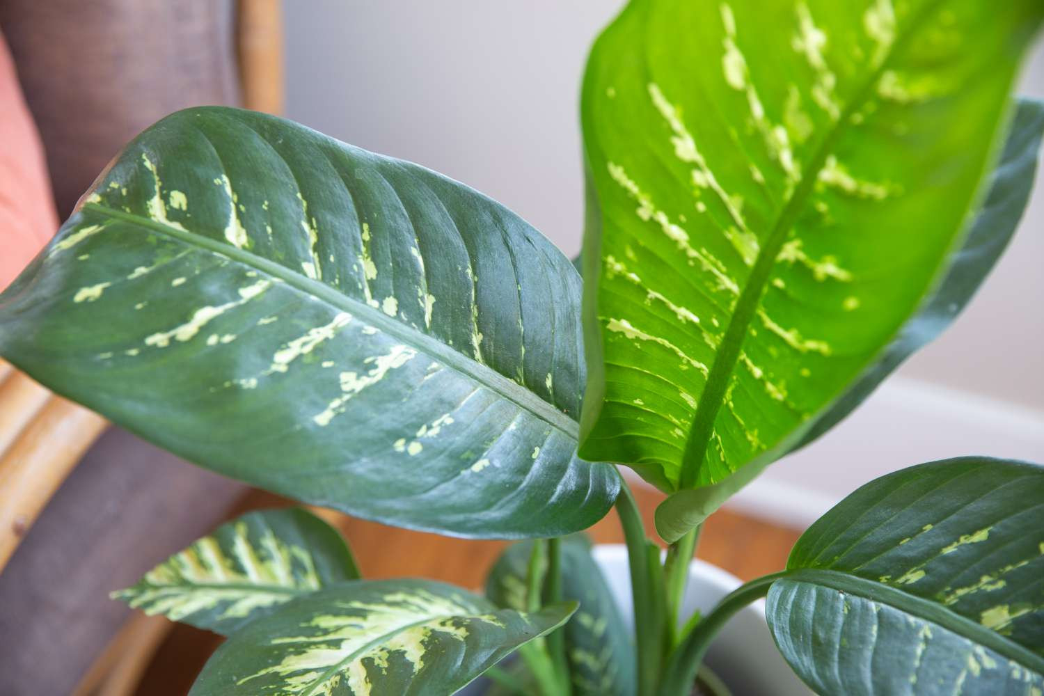 How To Grow And Care For Dieffenbachia (Dumb Cane)