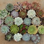 How To Grow And Care For Echeveria – World Of Succulents