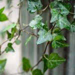 How To Grow And Care For English Ivy | Bbc Gardeners World Magazine