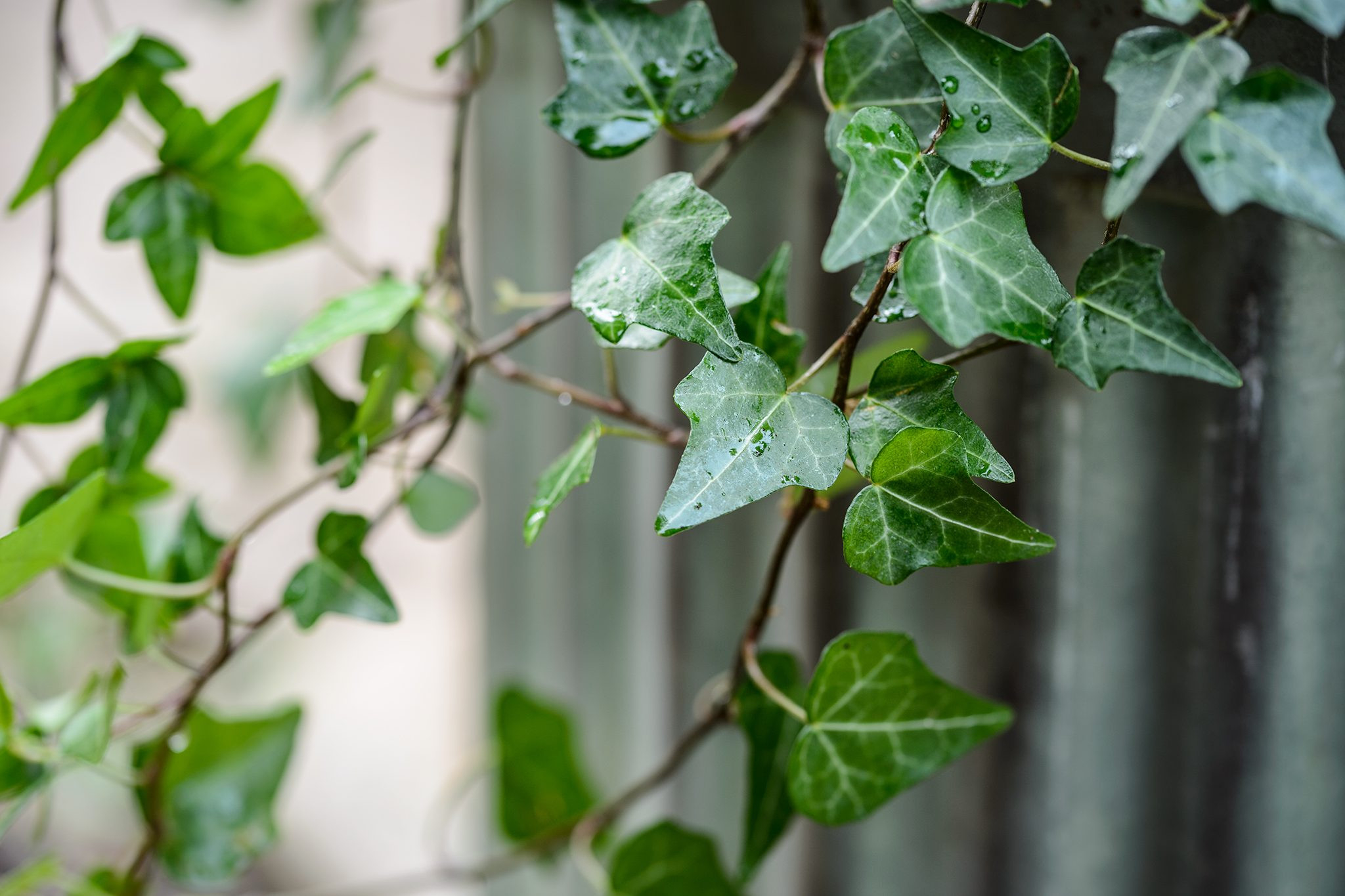 How To Grow And Care For English Ivy | Bbc Gardeners World Magazine