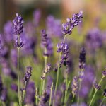 How To Grow And Care For English Lavender