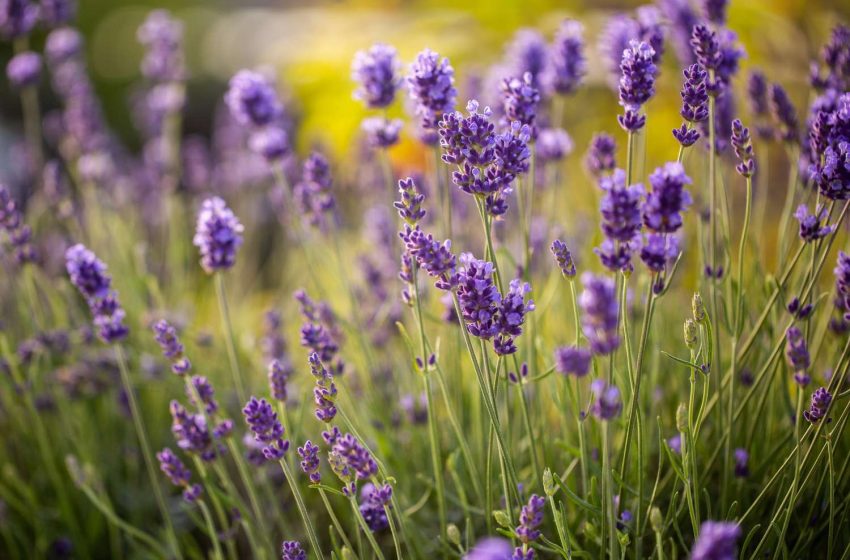  English Lavender Plant