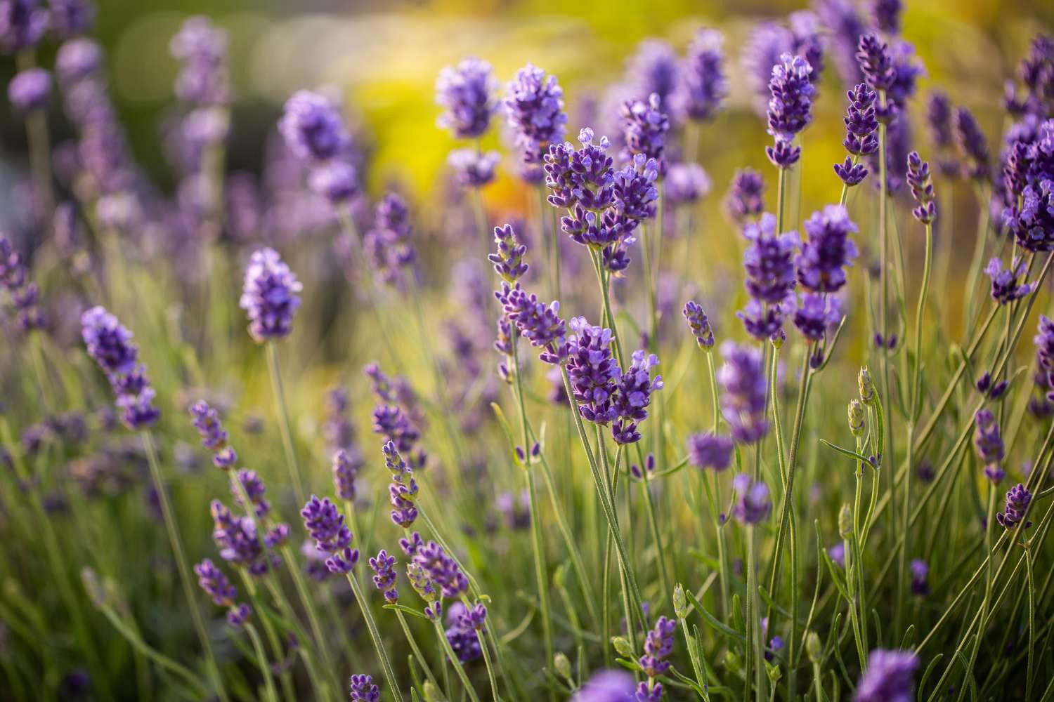 How To Grow And Care For English Lavender