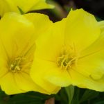 How To Grow And Care For Evening Primrose