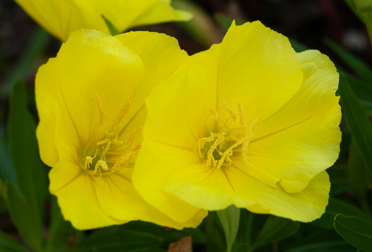 How To Grow And Care For Evening Primrose