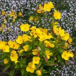 How To Grow And Care For Evening Primrose