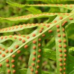 How To Grow And Care For Ferns | Gardener'S Path