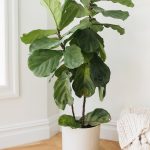 How To Grow And Care For Fiddle-Leaf Fig