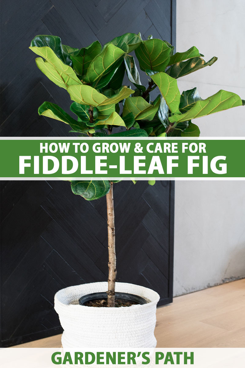How To Grow And Care For Fiddle Leaf Fig (Ficus Lyrata