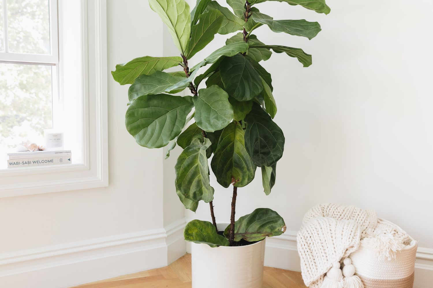 How To Grow And Care For Fiddle Leaf Fig