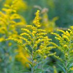 How To Grow And Care For Goldenrod Plants | Gardener'S Path