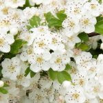 How To Grow And Care For Hawthorn | Lovethegarden