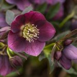 How To Grow And Care For Hellebore