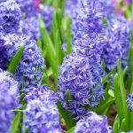 How To Grow And Care For Hyacinth