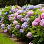 How To Grow And Care For Hydrangeas – Phoenix Landscape