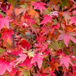 How To Grow And Care For Japanese Maple