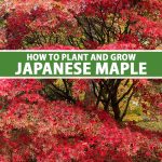 How To Grow And Care For Japanese Maple Trees | Gardener'S Path