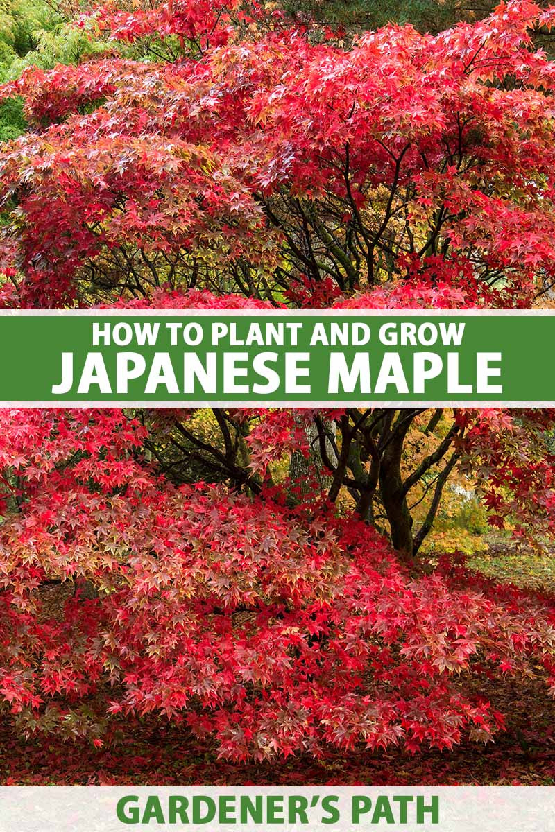 How To Grow And Care For Japanese Maple Trees | Gardener'S Path