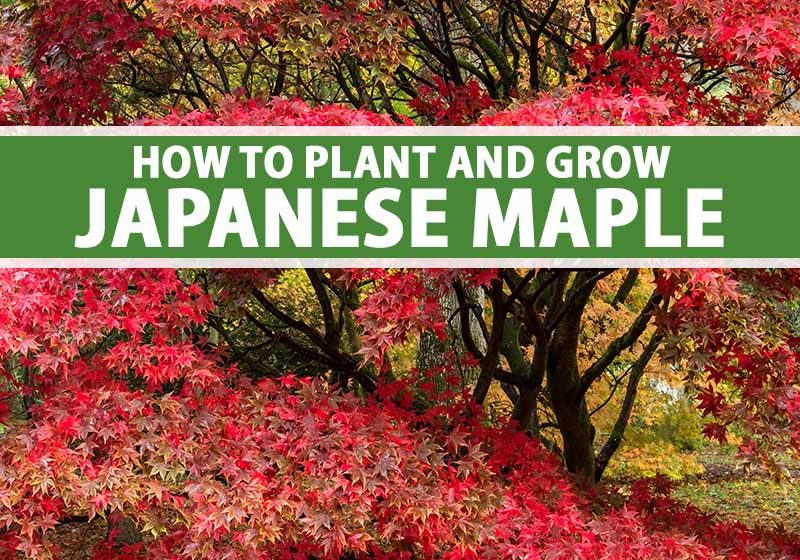  Japanese Maple Tree Plant